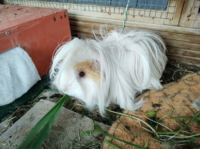 Meerschweinchen, Tier, Haus