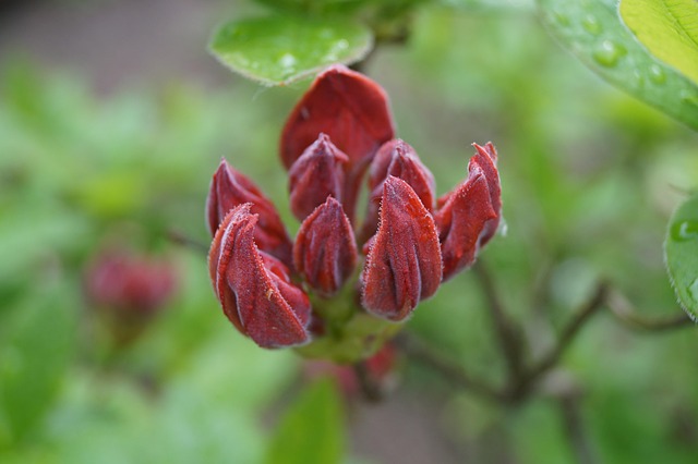 Azalea Flower Bud - Free photo on Pixabay - Pixabay