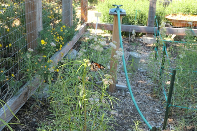 Free Monarch Butterfly photo and picture