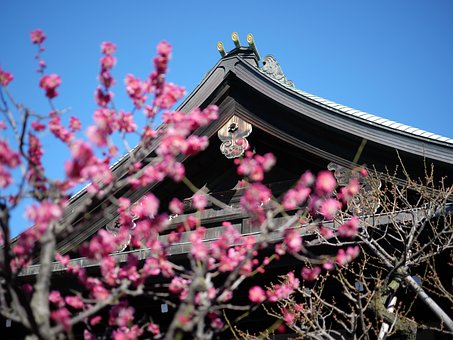 Free Shrine Plum photo and picture