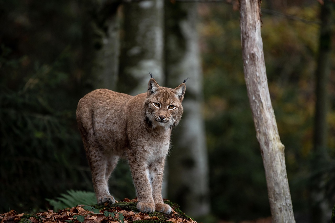 Plus De 600 Images De Le Lynx Et De Lynx Pixabay Plus De 600 Images De Le Lynx Et De Lynx Pixabay
