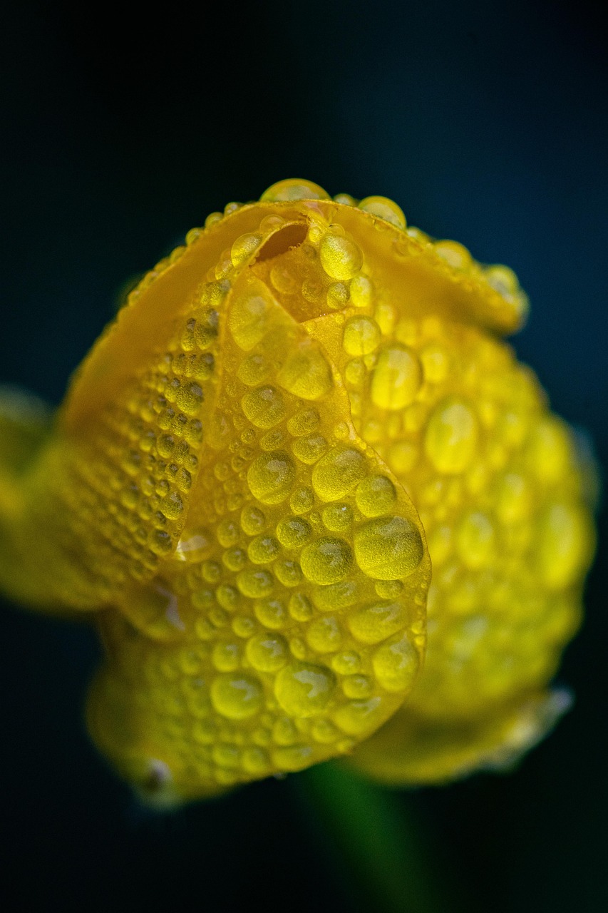 Flower Bud Dew Free photo on Pixabay Pixabay