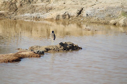 Free Bird Animal photo and picture