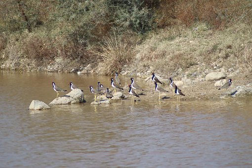 Free Birds Nature photo and picture