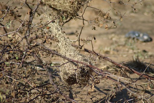 Free Nest Easter photo and picture