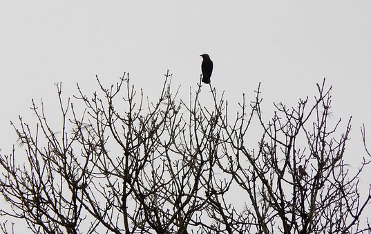 Free Jackdaw Bird photo and picture