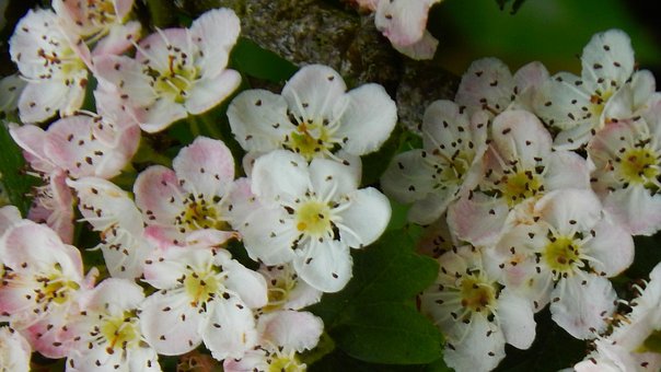 Free Blossom Flowers photo and picture