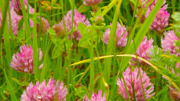 Free Clover Flora photo and picture