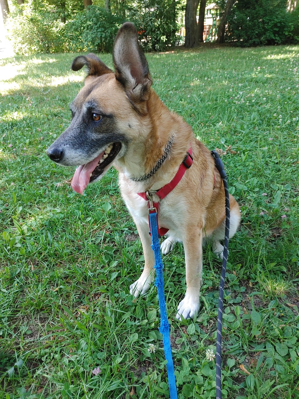 Beauty Malinois Shepherd Dog - Free photo on Pixabay - Pixabay