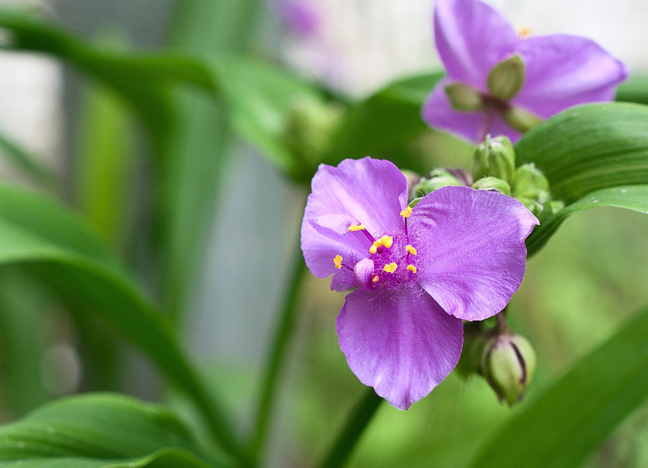 Spiderwort Flower Plant Free photo on Pixabay Pixabay