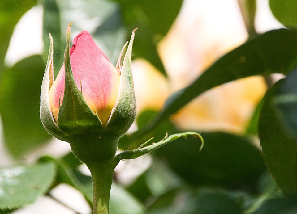 Rose Bourgeon Plantes Photo gratuite sur Pixabay Pixabay — free download