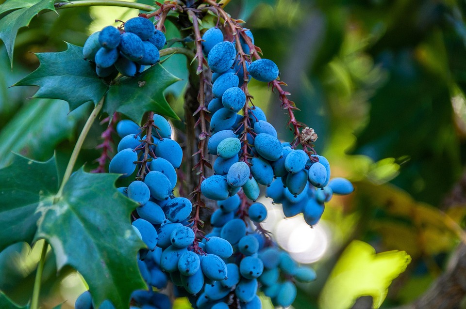 Berry Fruit Grape - Free photo on Pixabay - Pixabay