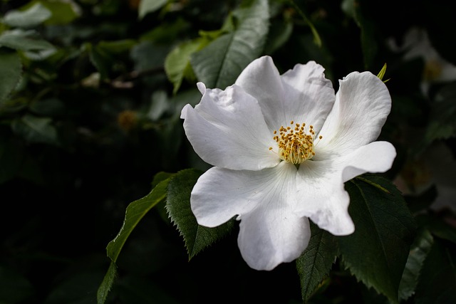 Cão Rosa, Flor, Planta, Flor Branca