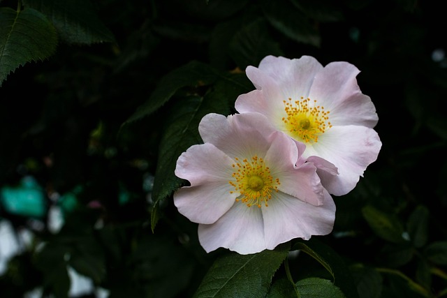 Rosa De Cachorro, Flores Cor De Rosa