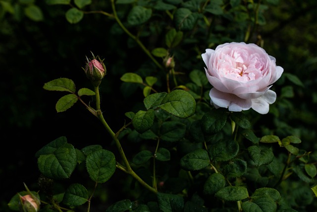 Rosa, Flor, Planta, Pétalas, Folhas