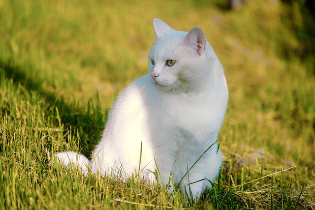 猫 ペット 動物 - Pixabayの無料写真 - Pixabay