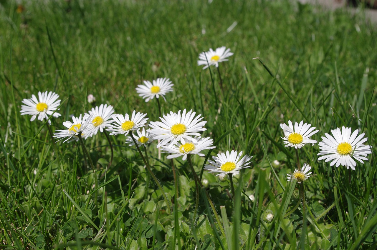 Daisies White Flowers Wildflowers Free photo on Pixabay Pixabay