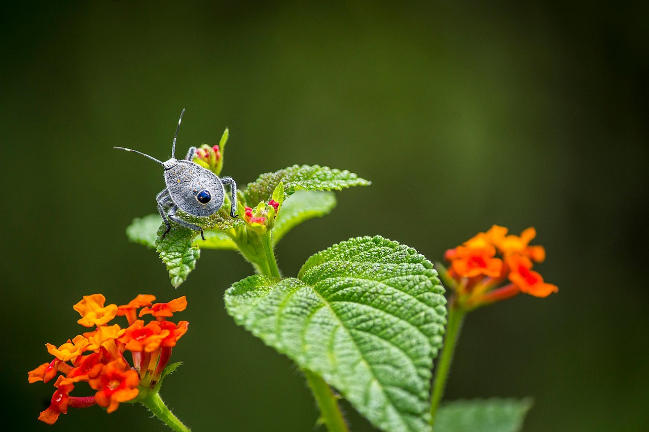 Bug Inseto Inseto Lantana Verdadeiro Bug - Foto gratuita no Pixabay - Pixabay