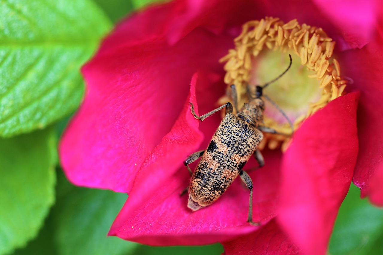 Beetle Pollination Flower Free photo on Pixabay Pixabay