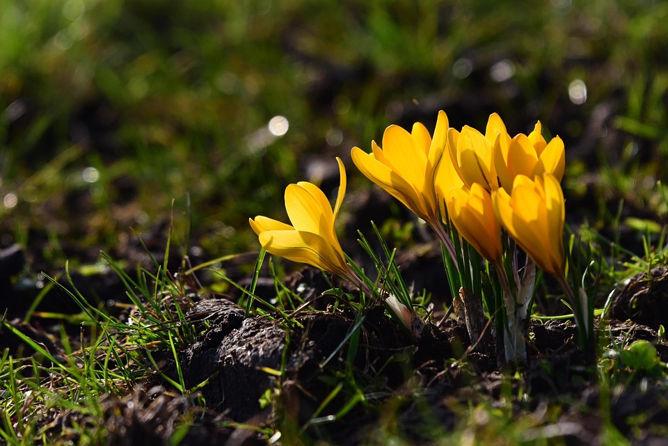 flowers-7256063_960_720.jpg