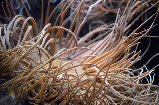 Anemone, Hav, Plante, Akvatiske, Dyr