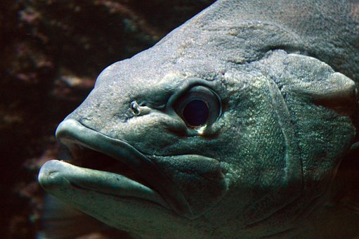 Aborre, Fisk, Hav, Ocean, Natur, Vanddyr