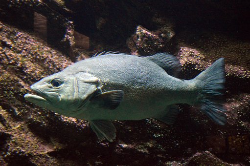 Aborre, Fisk, Hav, Ocean, Natur, Vand
