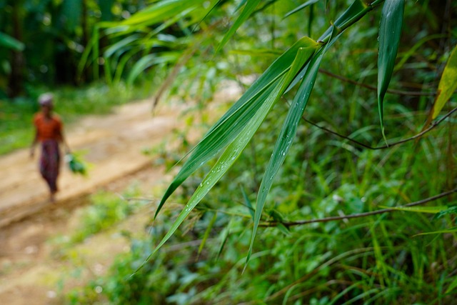 Free Jungle Foliage photo and picture