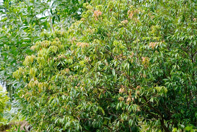 Free Jungle Images Amazon Jungle Images photo and picture