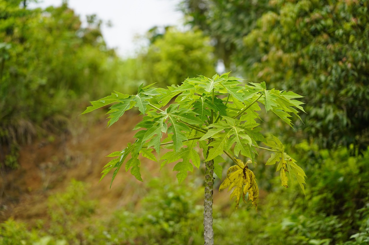 Papaya Tree Forest - Free photo on Pixabay