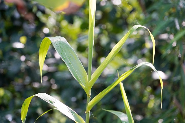 Free Plant Nature photo and picture