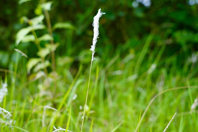 Free Beautiful Nature Beautiful Jungle photo and picture
