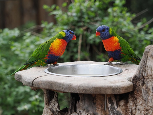 Papageien, Vögel, Tiere, Tierwelt