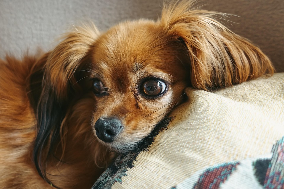 papillon-7256724_960_720.jpg