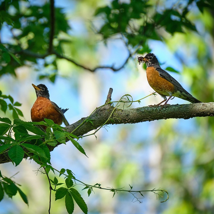 Robin Redbreast Robins Birds Free photo on Pixabay