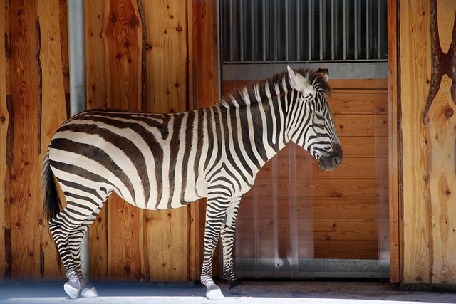 Free Animal Zebra photo and picture