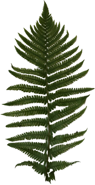 Free Fern Foliage illustration and picture