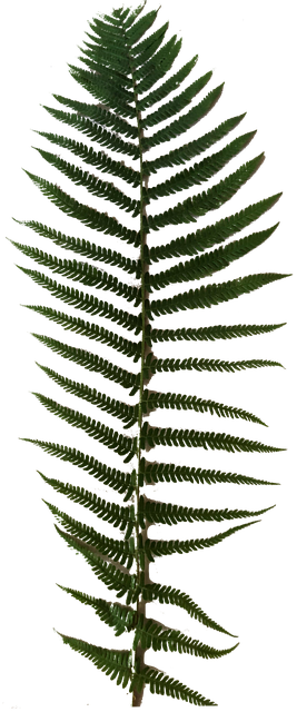 Free Fern Foliage illustration and picture