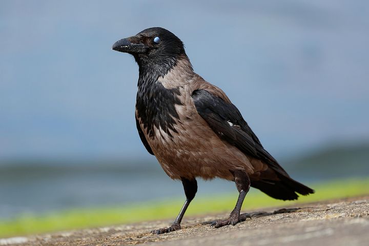 500+ kostnadsfria bilder med Kråka och Djur - Pixabay