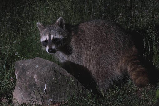 20+ Free Racoon & Raccoon Images - Pixabay