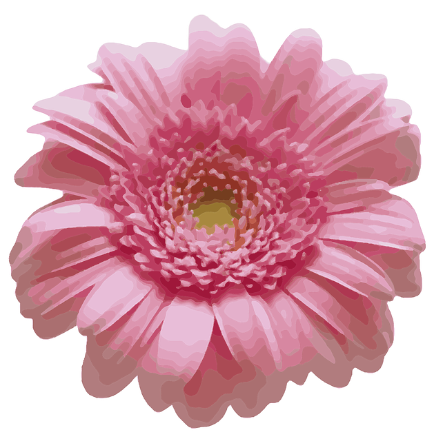 Free Rose Pink Daisy vector and picture
