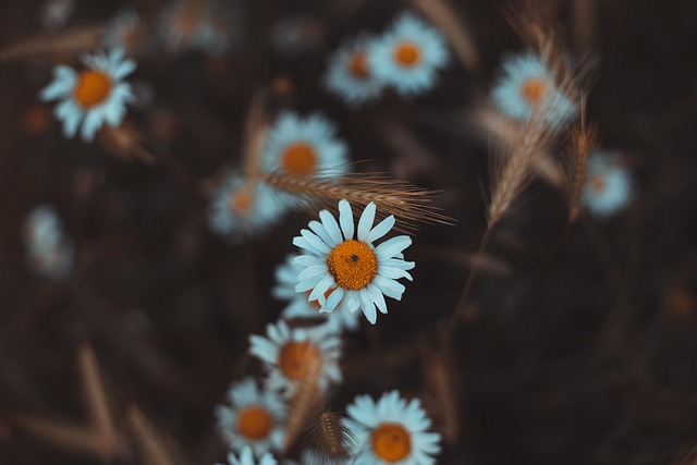 Blumen, Gänseblümchen, Weiße Blumen