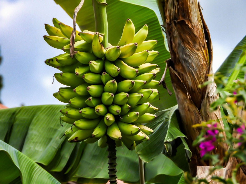 Plant Banana Fruit - Free photo on Pixabay - Pixabay