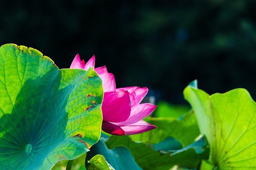 Lotus, Bloem Achtergrond, Waterplant