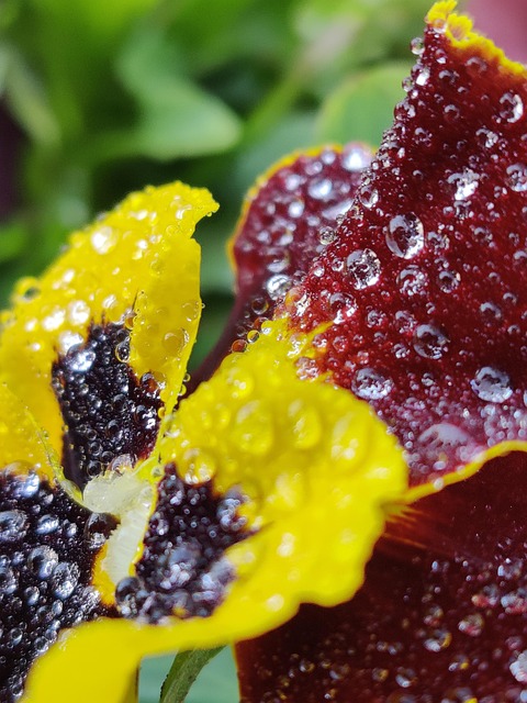 Free Dewdrops Flower photo and picture