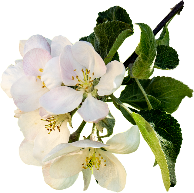 Download Apple Blossom Flowers Apple Tree RoyaltyFree Stock
