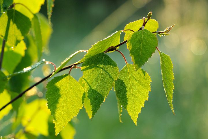 60 多张免费的“白桦叶”和“自然”照片 - Pixabay