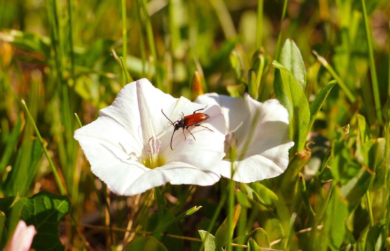 https://cdn.pixabay.com/photo/2022/06/12/09/51/flowers-7257675_1280.jpg
