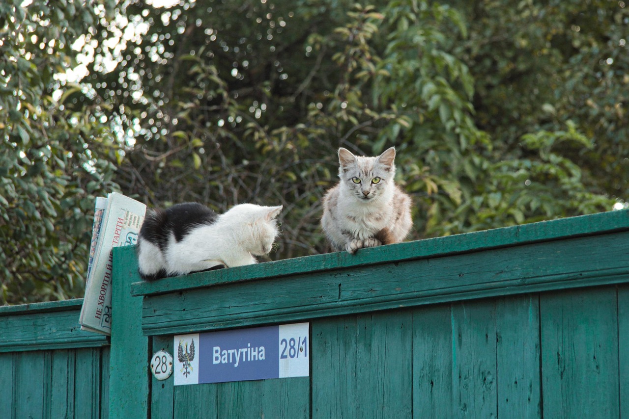 Wooden Fence Cats Ukraine - Free photo on Pixabay - Pixabay
