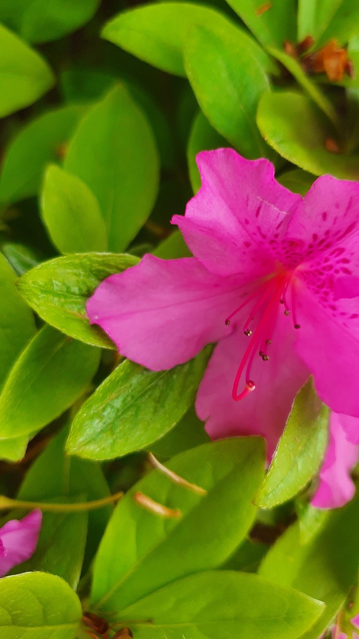Flower Azalea Plant - Free photo on Pixabay - Pixabay